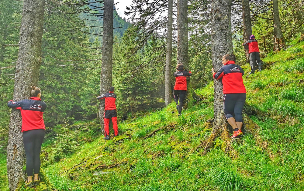 Dianthus — proces de dezvoltare